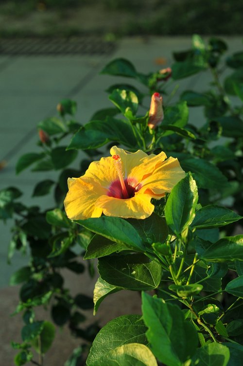 flower  hibiscus  yellow