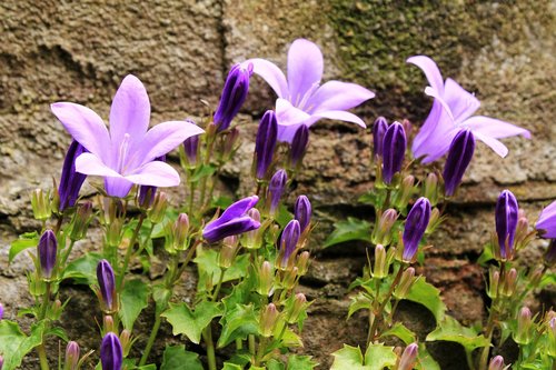 flower  bluebell  blue star