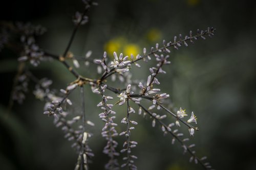 flower  garden  nature