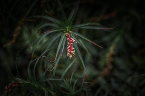 flower  garden  nature