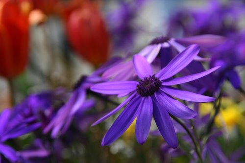 flower  blue  spring
