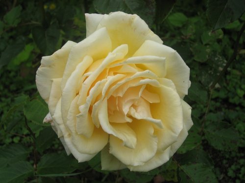 flower  rose  yellow