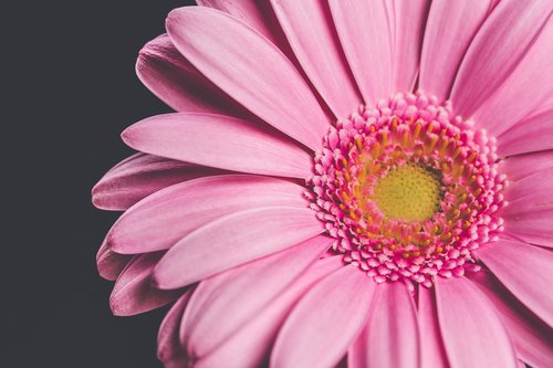 flower  pink  gerbera