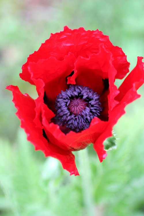 flower  poppy  red