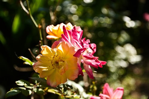 flower  garden  nature