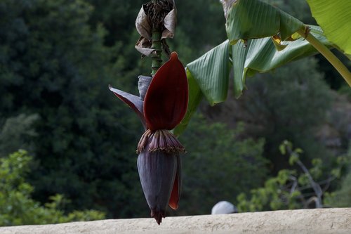 flower  banana  palm
