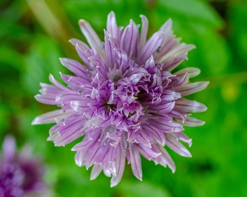 flower  chives  purple