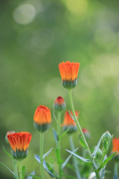 flower  nature  blossom