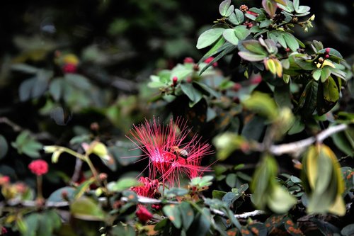 flower  tropical  pink