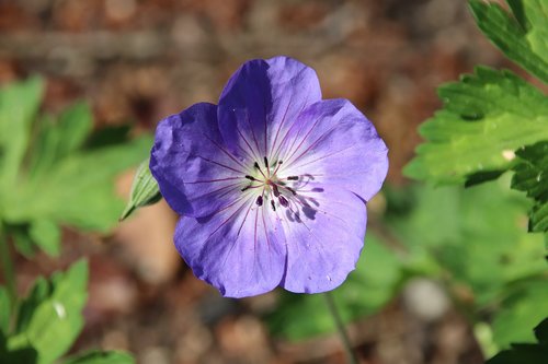 flower  garden  spring