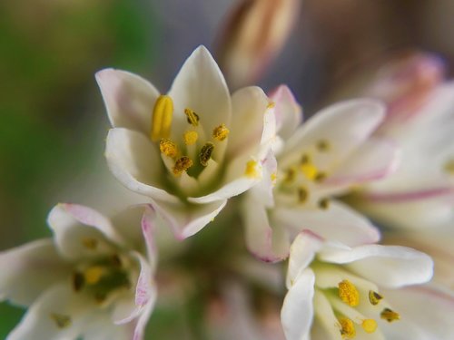 flower  spring  nature