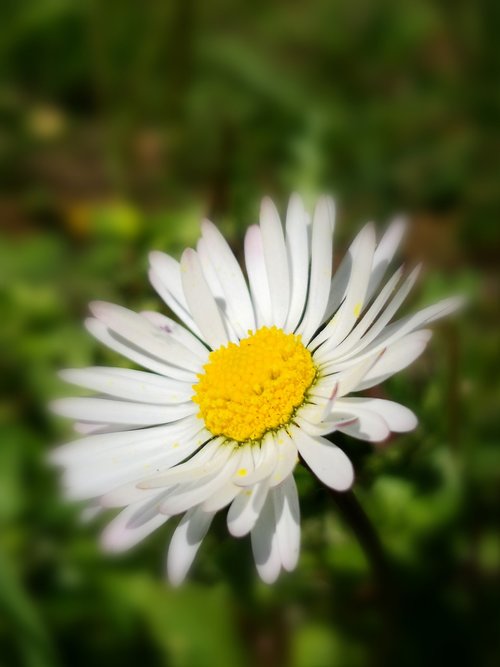 flower  daisy  yellow