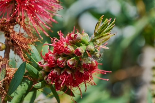 flower  garden  plant