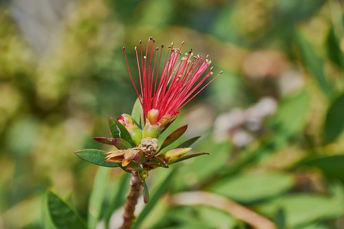 flower  garden  plant