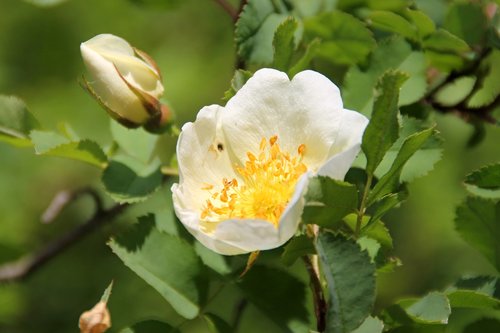 flower  hip  rose