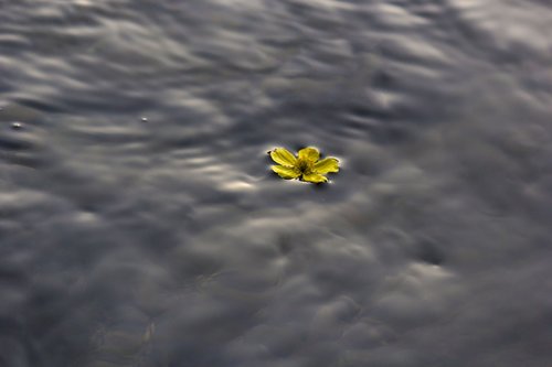 flower  floating flower  water