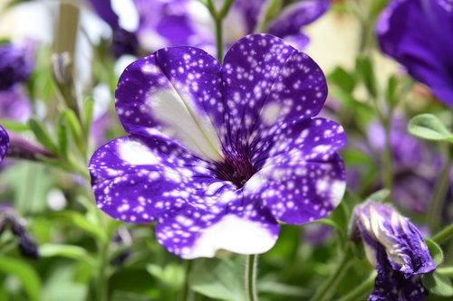 flower  flower color purple and white  flower bud