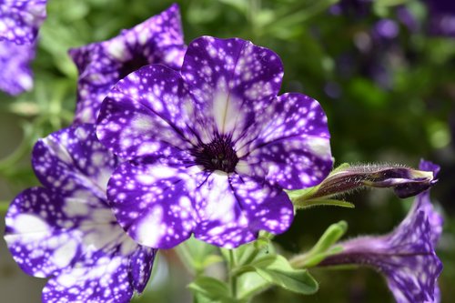 flower  flower color purple and white  flower bud