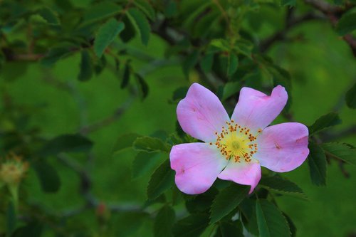 flower  spring  nature