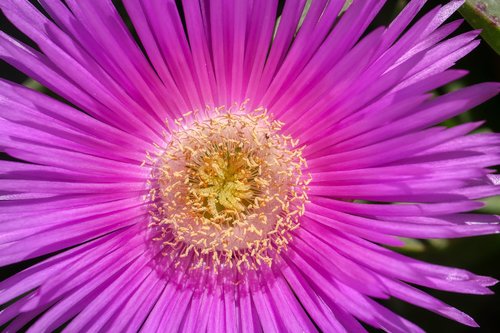 flower  purple  blossom