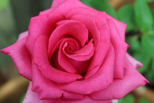 flower  rose  pink