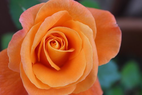 flower  rose  orange