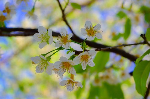 flower  white flower  white