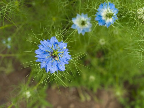 flower  blue  nature