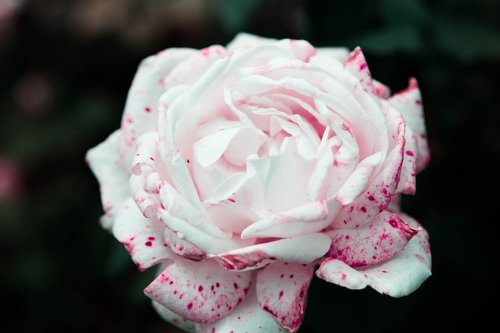flower  rosa  flowers