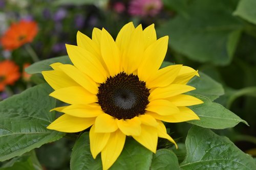 flower  sunflower  petals yellow