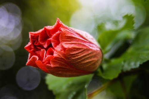 flower  plant  garden