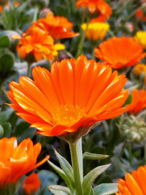 flower  orange  garden