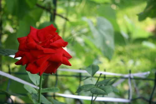 flower rose nature