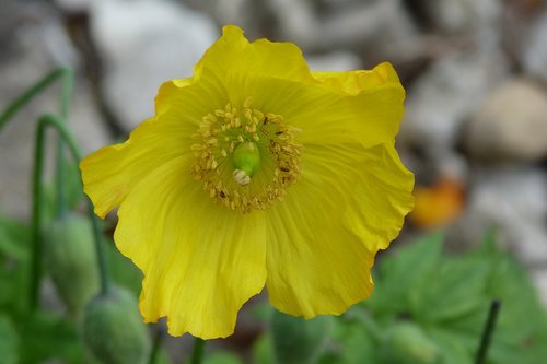 flower  yellow  poppy