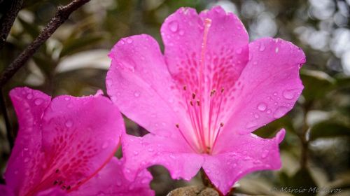 flower azalea nature