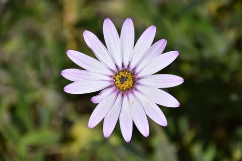 flower  petals  plant