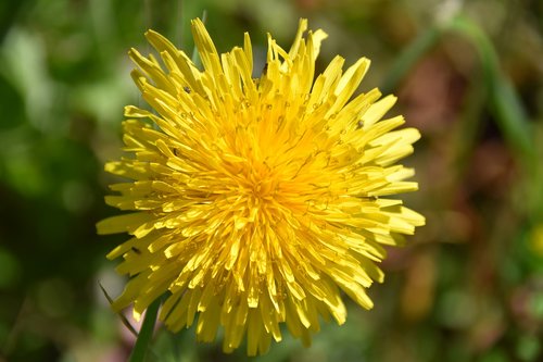 flower  dandelion  flower meadows