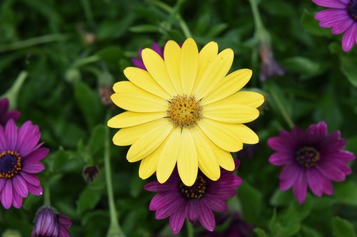 flower  flower color yellow  yellow daisy