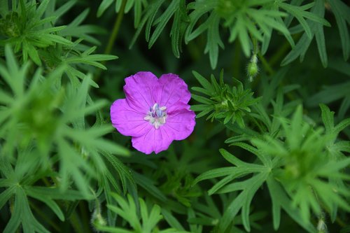 flower  pink  purple