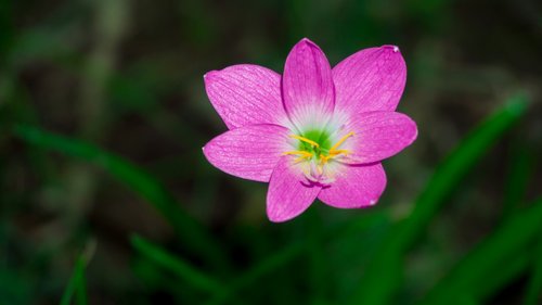 flower  macro  pink