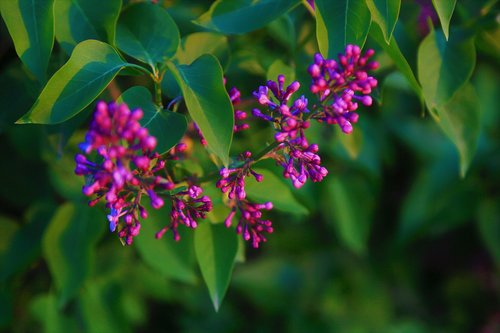 flower  bud  nature