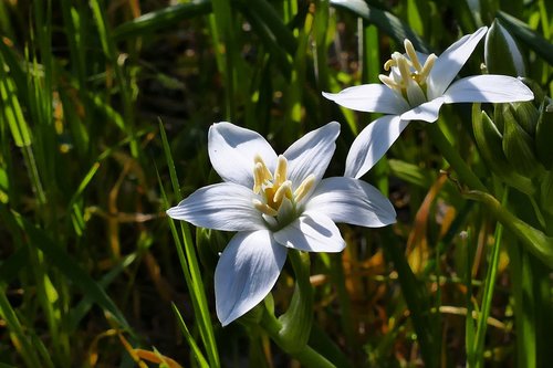 flower  plant  nature