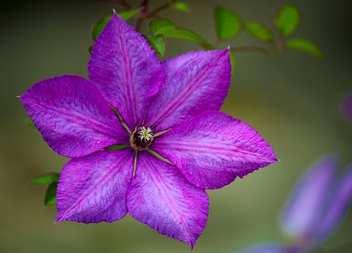 flower  clematis  purple