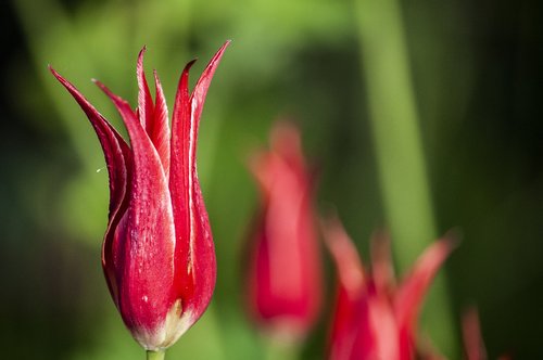 flower  red  tulip