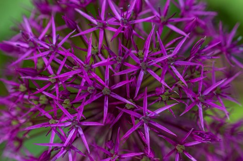 flower  purple  macro