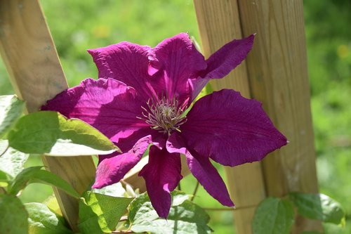 flower  clematis  green leaves