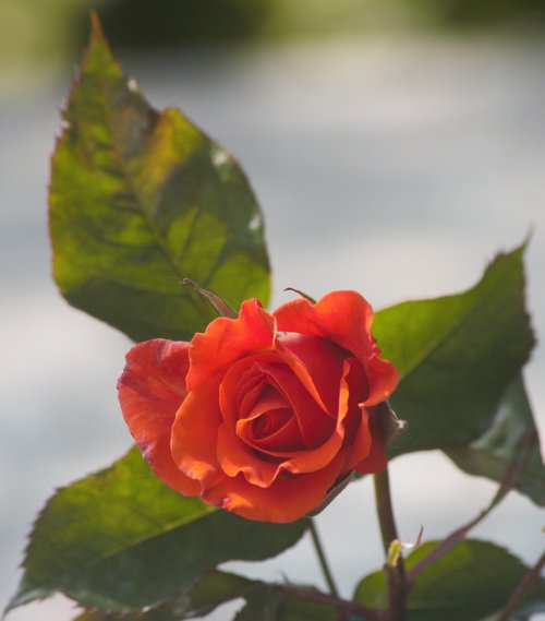 flower  red  rose