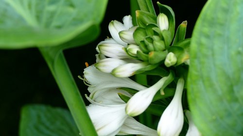 flower  garden  spring