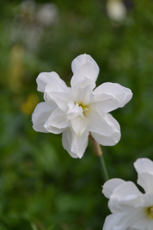 flower  narcissus  garden