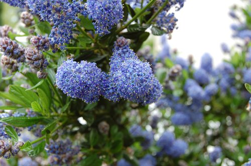 flower  blue  shrub